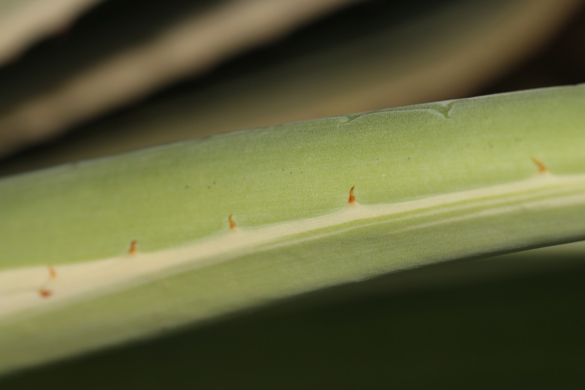 Agave angustifolia Haw.